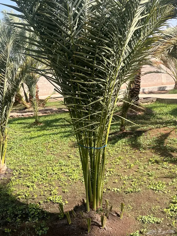 صينو نخل اي نوع 3