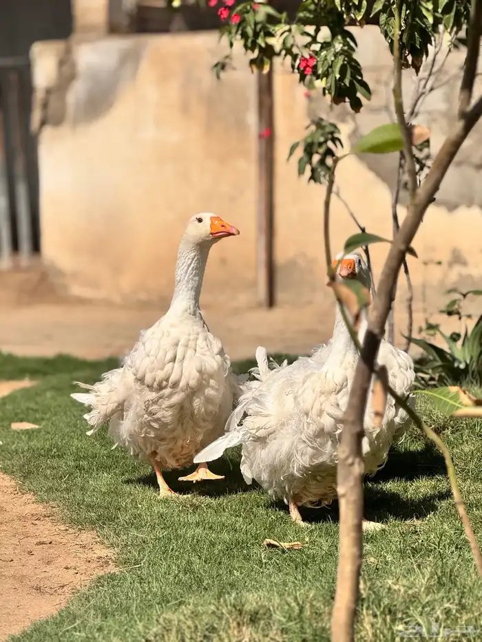 وز مفتل ابيض صك مميز 2