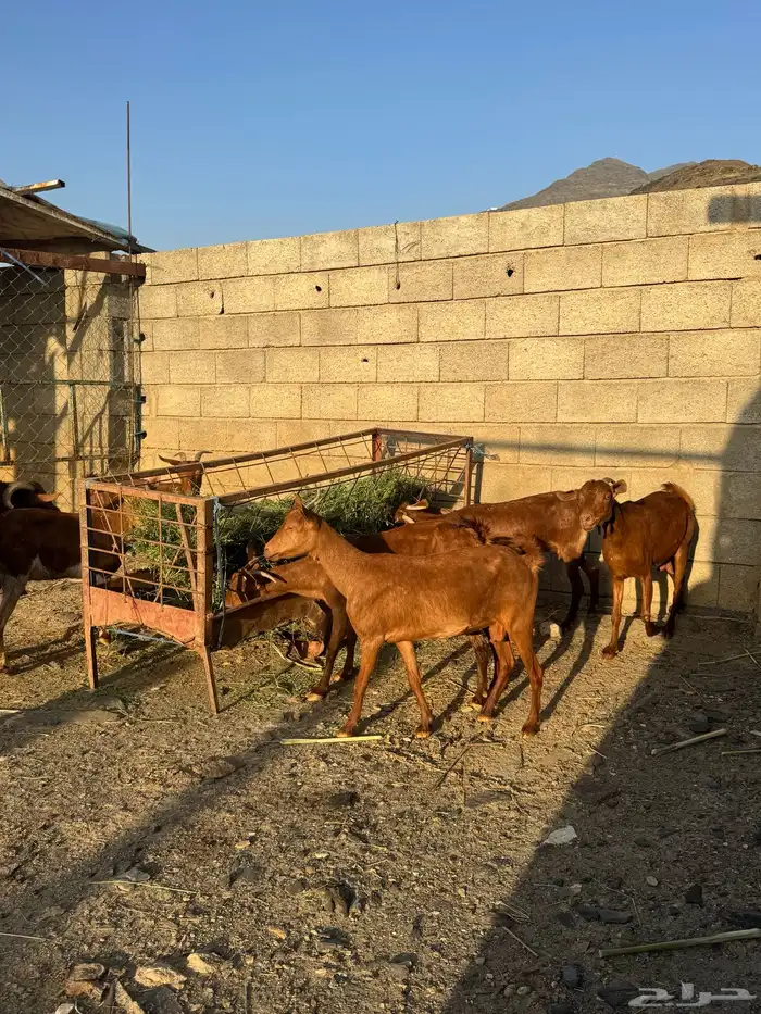 غنم دهم مع الفحل العدد 7 2