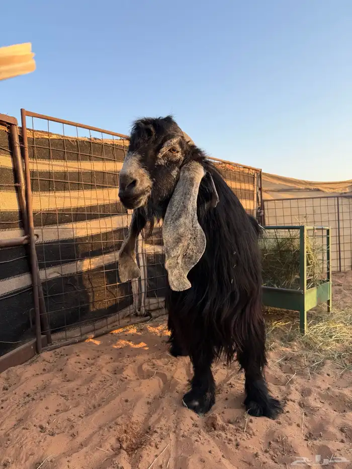 تيس فحل عارضي 1