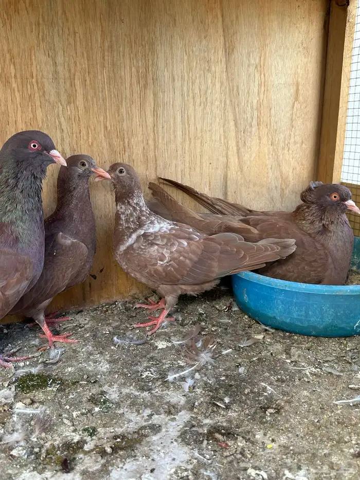 حمام مصري مالطي فاخر 5