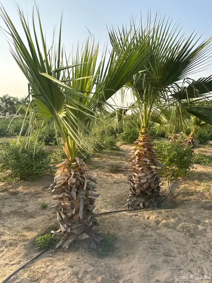 نخل واشنطني 0