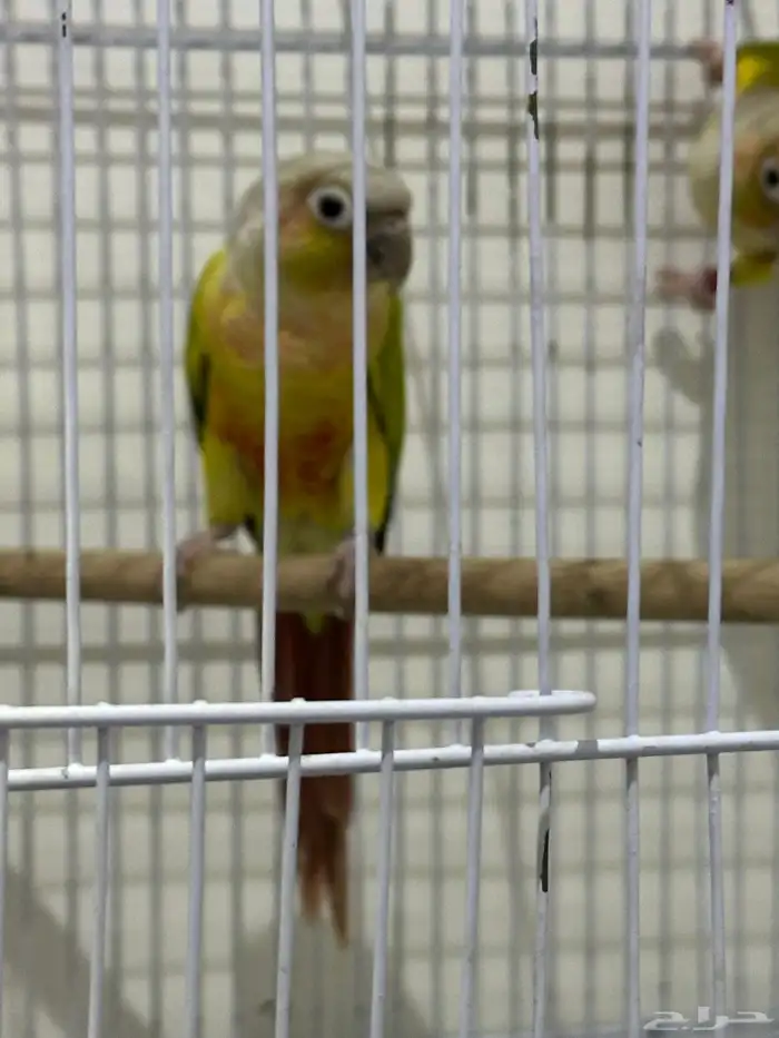 كنيور ذكر غير أليف 3