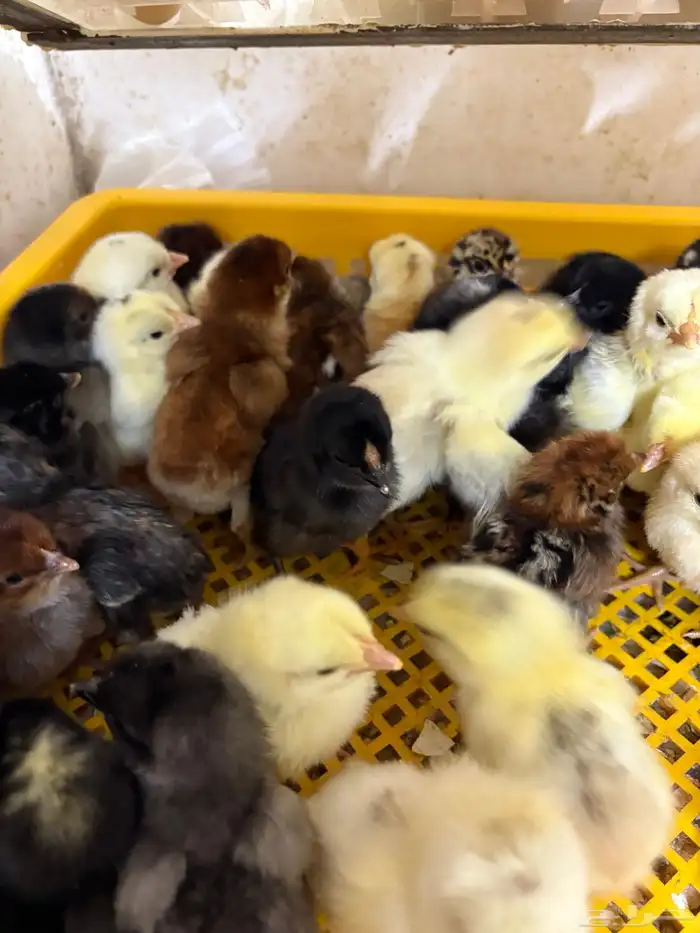 السر طريق جنوب الطائف 0