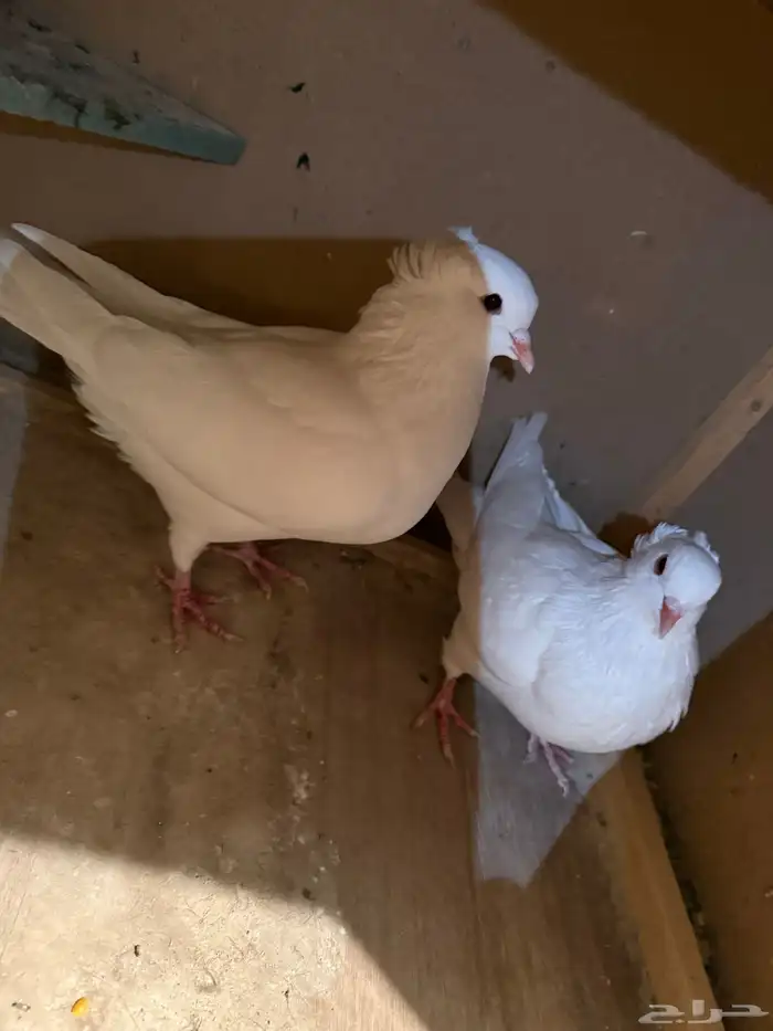 حمام كارير ومصري 0