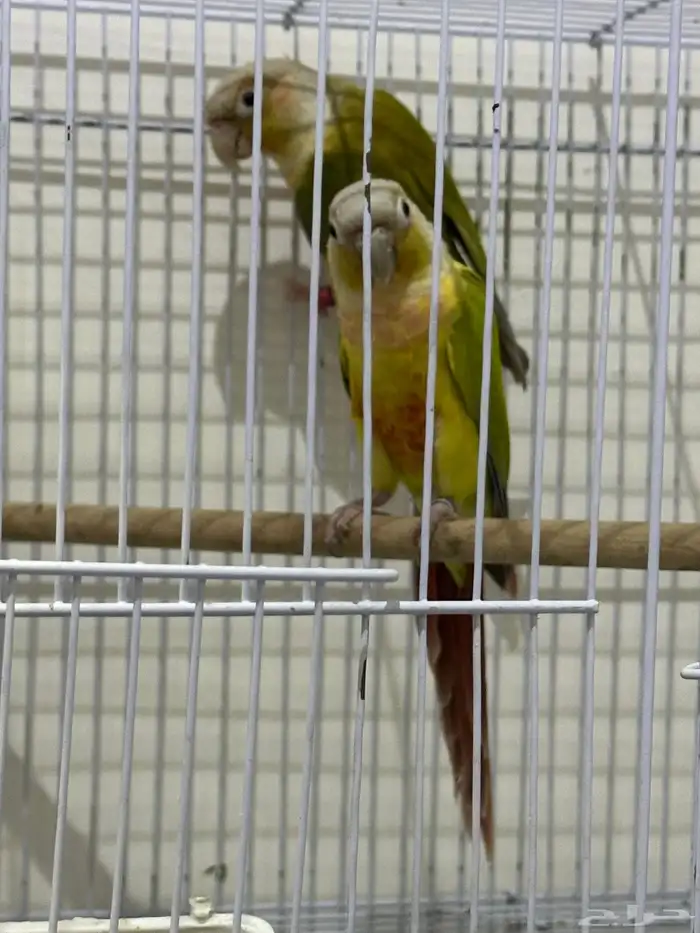 كنيور ذكر غير أليف 0