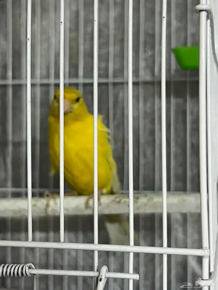 كناري سوري 1