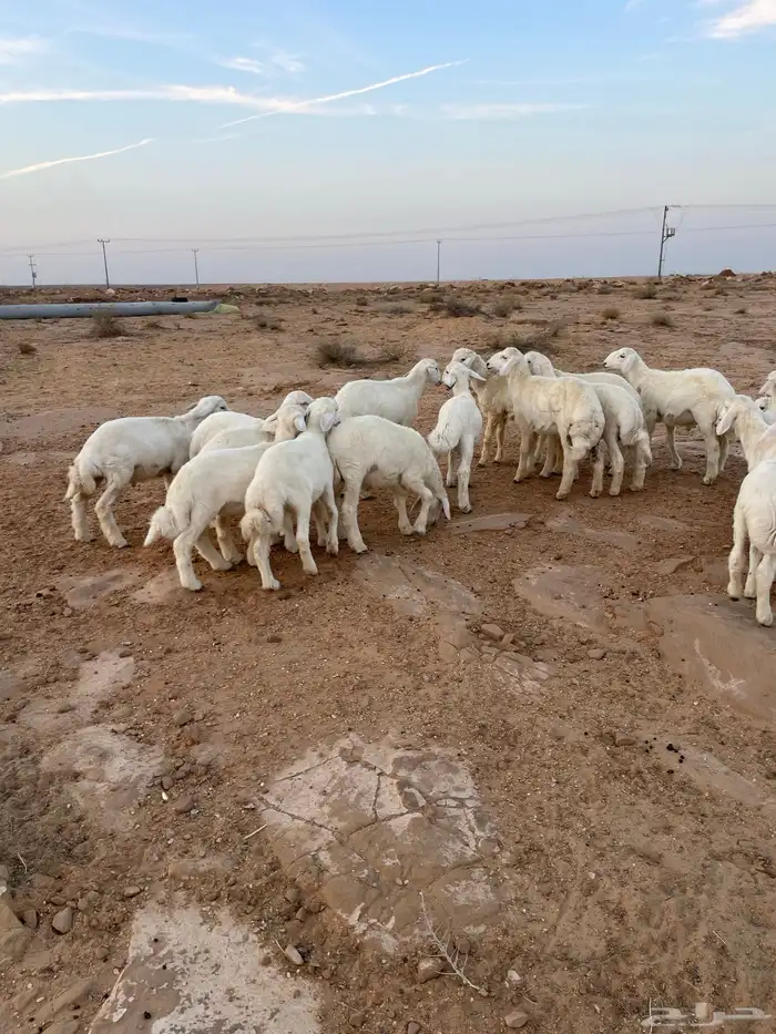 بهم حري مراح واحد 4