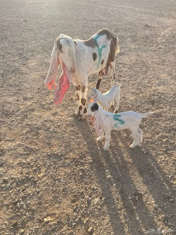 معزا متابيع 32