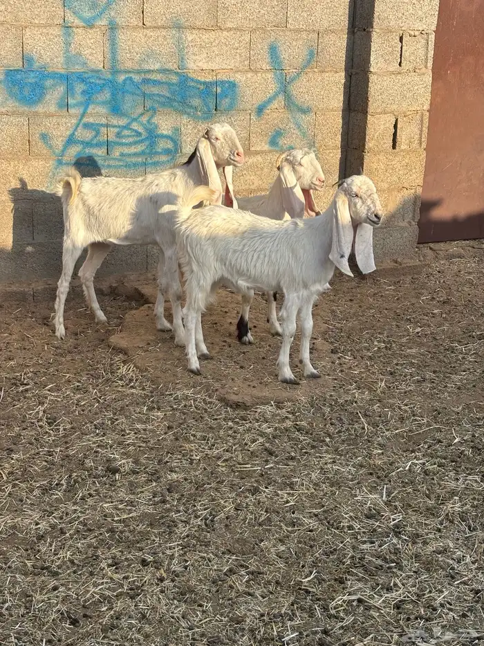 للبيع معزا مواليد عدد ثنتين كل وحده تحتها جفره 1