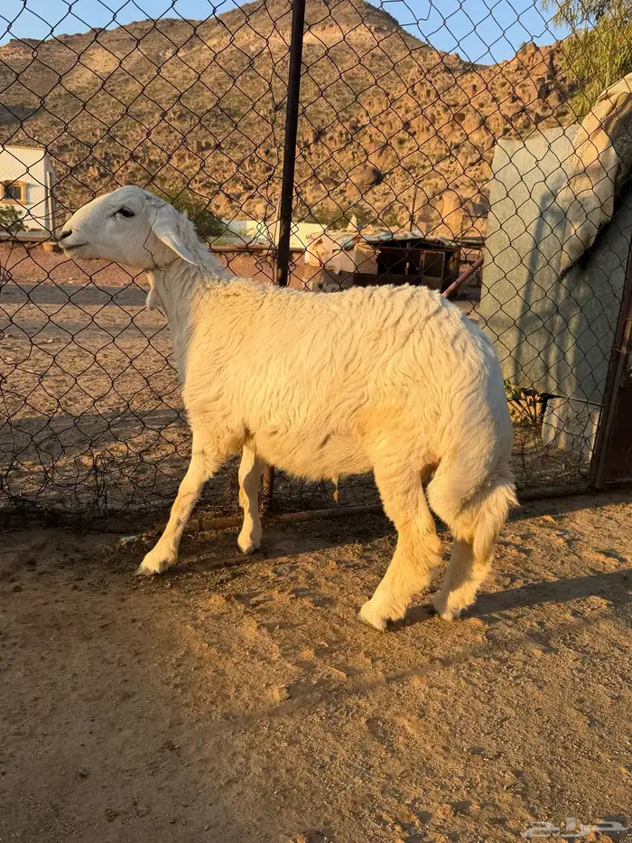 للبيع 3 خرفان كفو 2