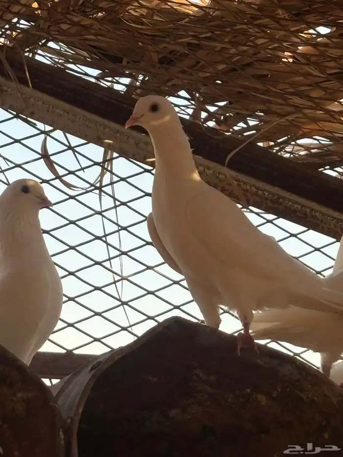 حمام بكستاني شتري عيون سود وشوي بيض 2