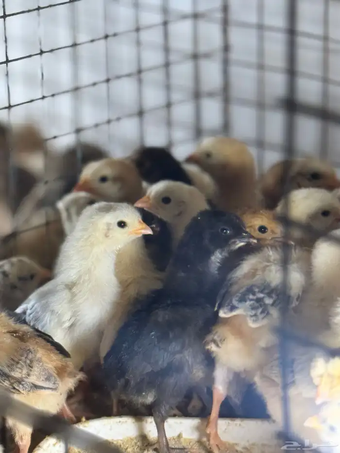 صوص دجاج بلدي فآخر تم البيع تم البيع 0