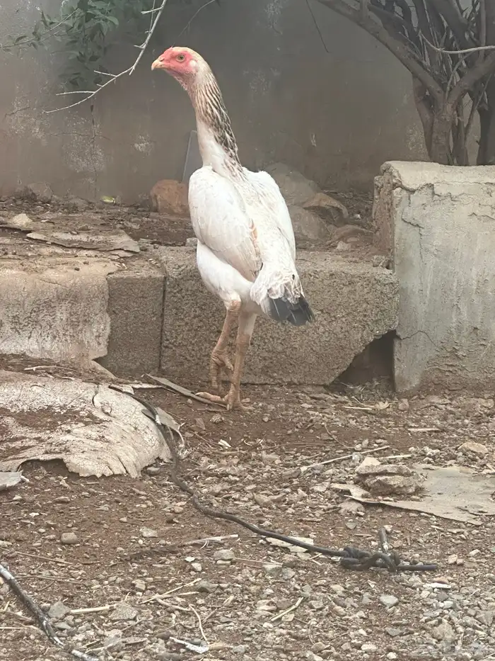 دجاج شامو ياباني للبيع 1