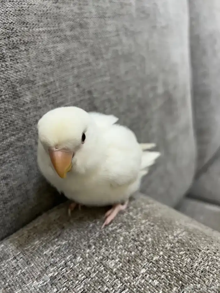 طيور روز ماشاءالله 5