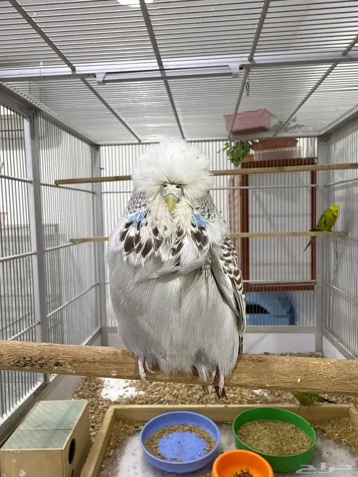 للبيع انثي انجليزي مستوي تم البيع 0