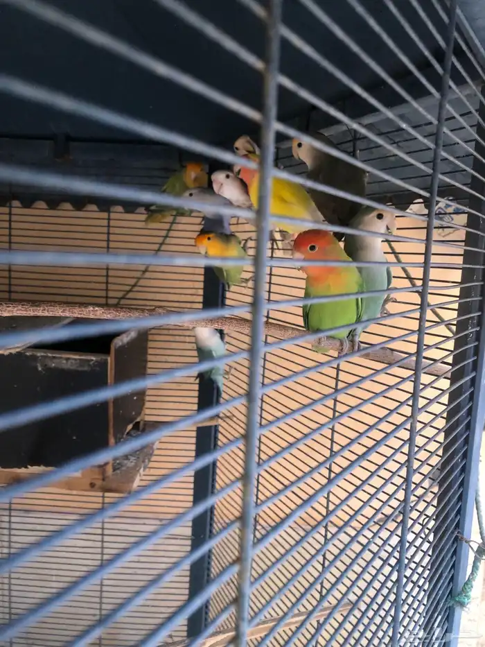 طيور روز للبيع 8