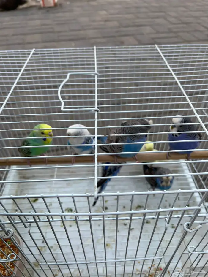 طيور بادجي 0