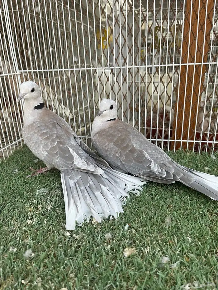 ياكريم اقرزل 2