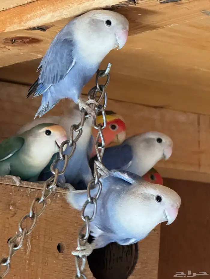 ازوج روزمنتجه 5