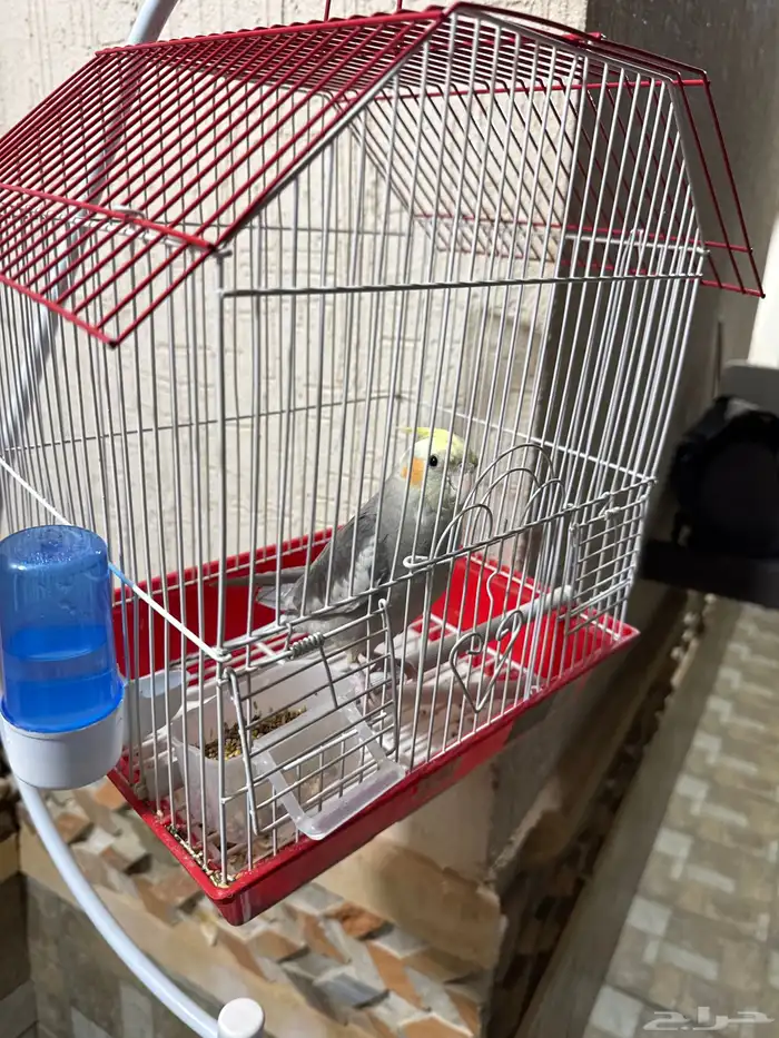 طائر كوكتيل مع قفص وحامل قفص فقط ب 350 ريال 3