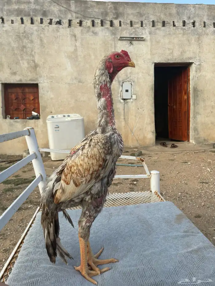 شامو ياباني 2