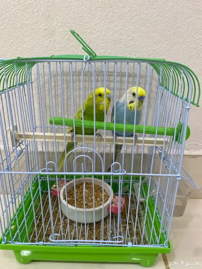 جوز بداجي علئ السوم 0