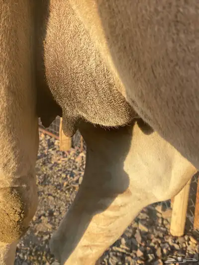 ناقه ساحليه ملاقي طيبه للبيع index