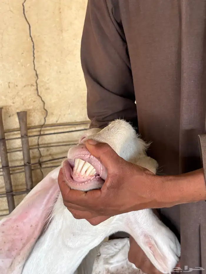 للبيع ماعز بيض دفيع 12