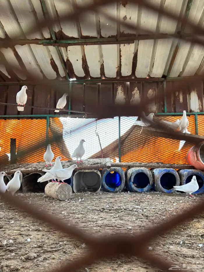 حمام البيع 13جوز 1