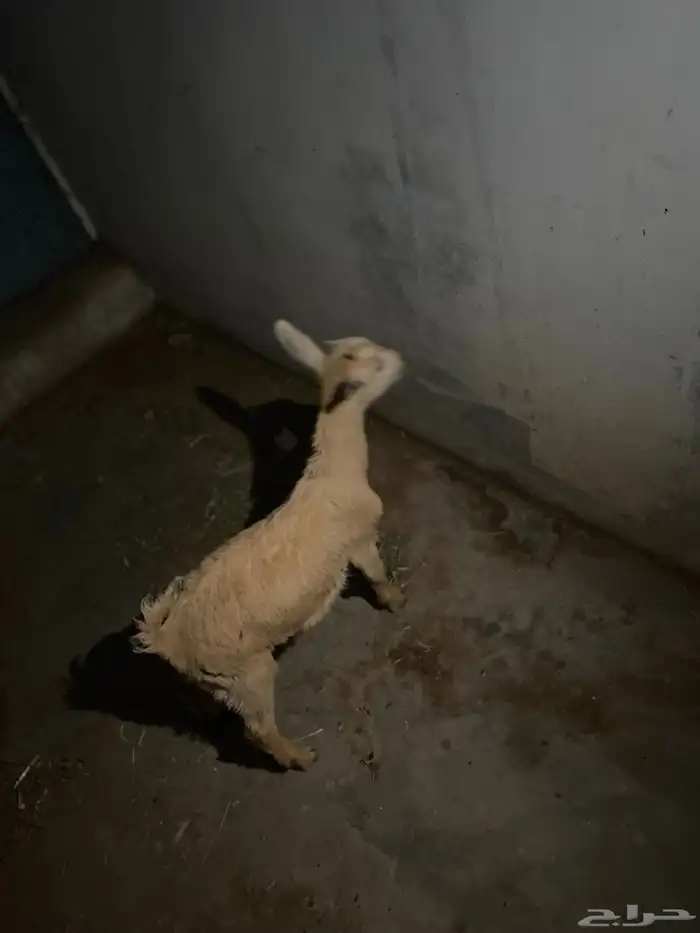 للبيع جفره قزم 2