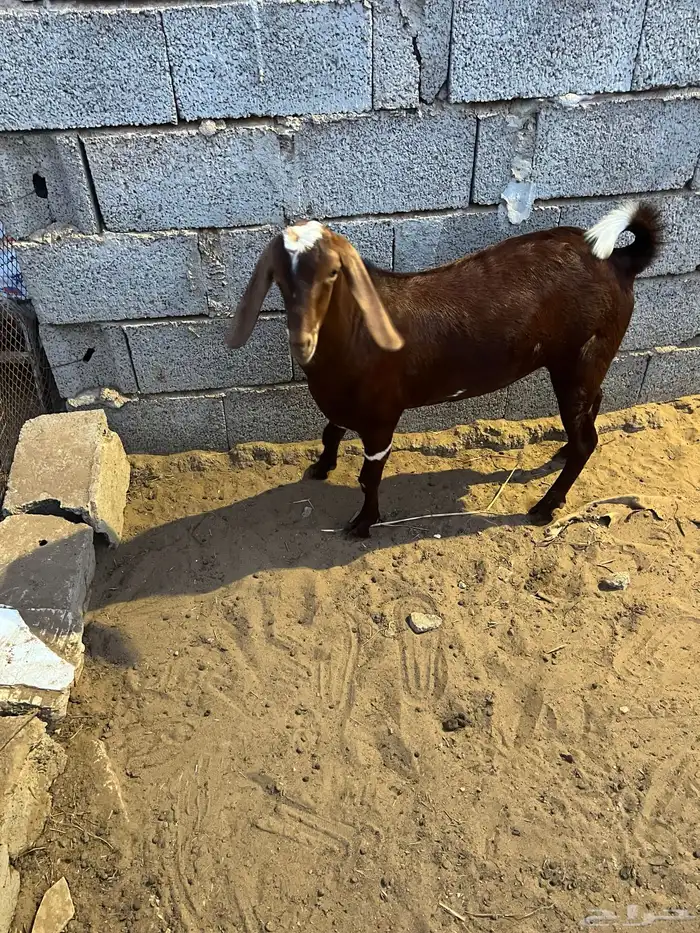 مشروع فحل مطور فاخر 3