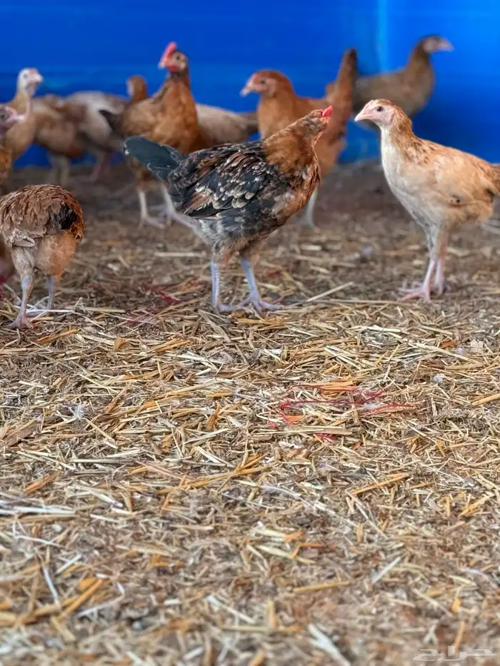 ياشاري الدجاج عمره فوق شهرين البيع عاجل ألرجاء عدم البخس 4