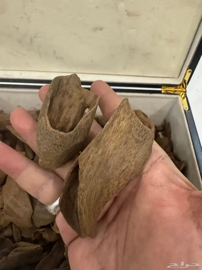 نوادر المروكي ( أندر ووتر ) غطاس   من المقتنيات 6