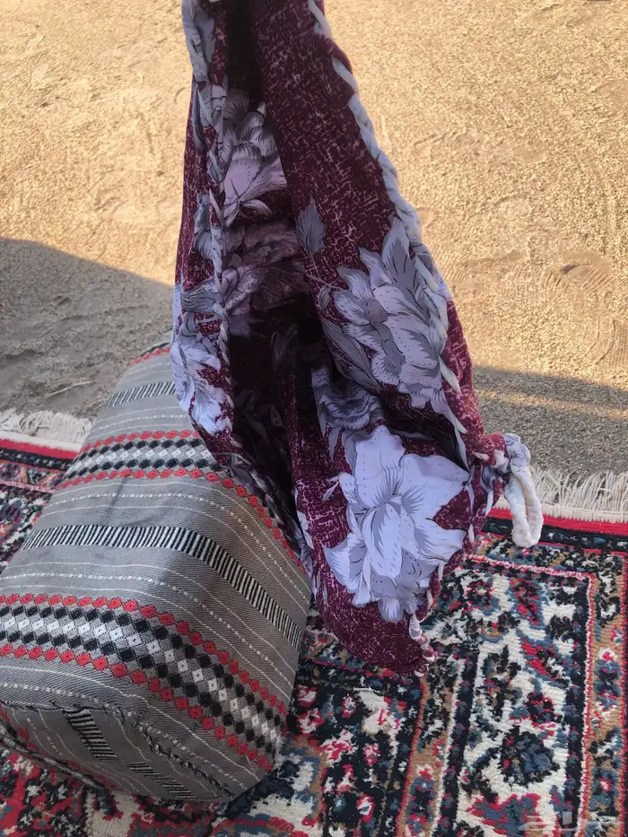 شمايل للابل النياق 3