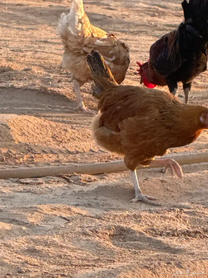 دجاج تركي للبيع 7 ويك 1 1