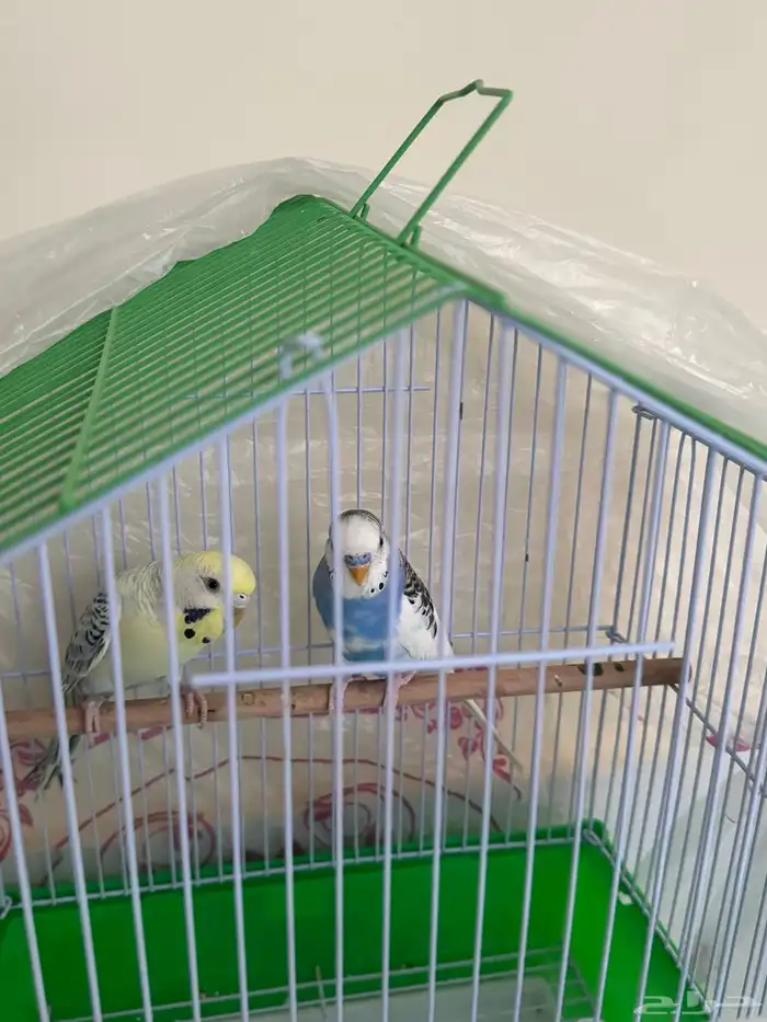 للبيع طيور حب 2