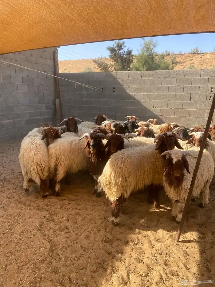 جدعان نعيم 1