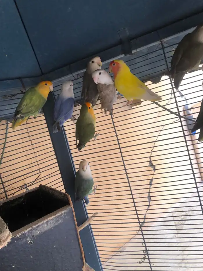 طيور روز للبيع 2