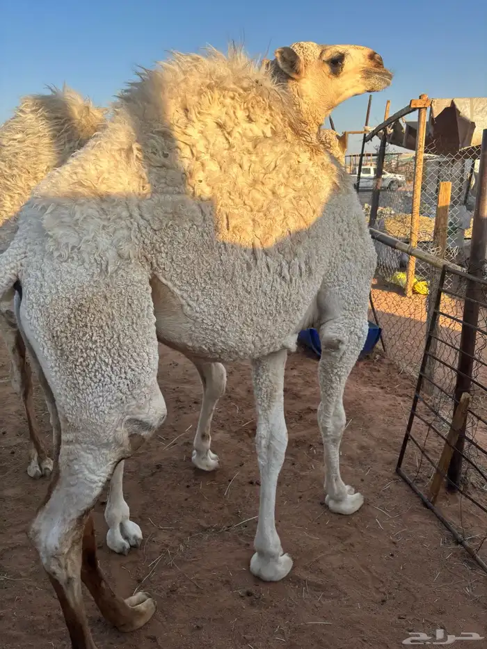 قعدان للبيع جملة اوتفريد 3