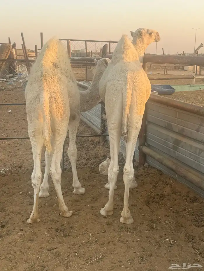 قعدان طيبه فل الفل 0