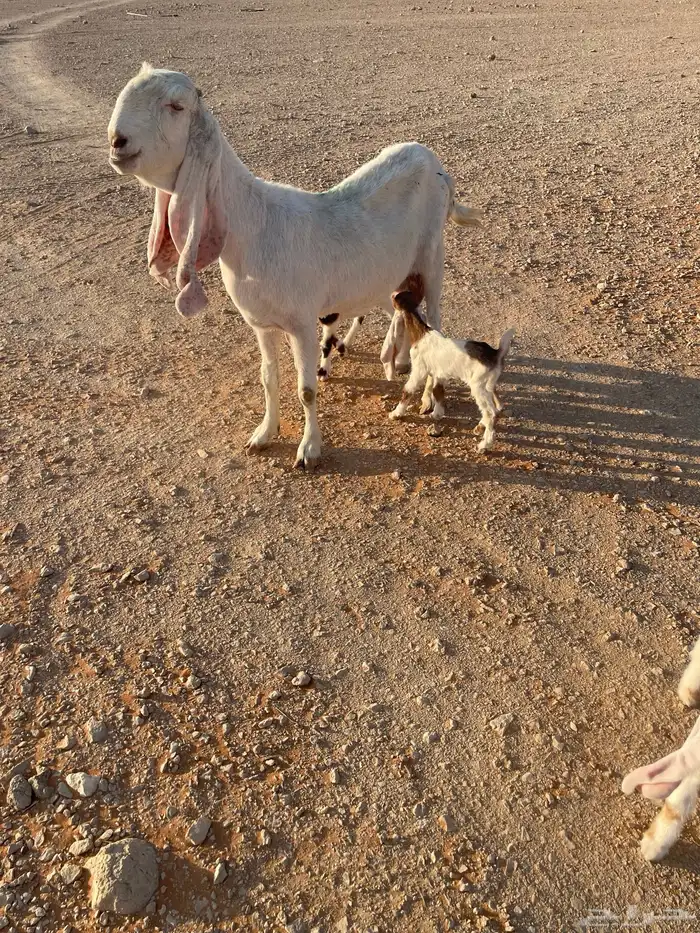 معزا متابيع 34