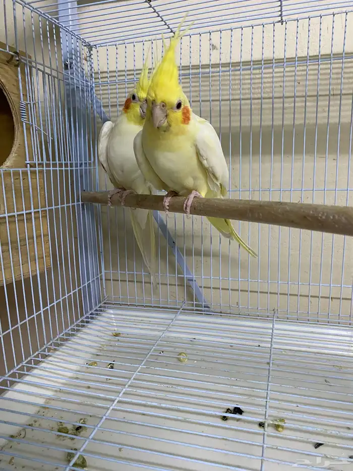 جوز كروان لاتينو تحته بيضه 0