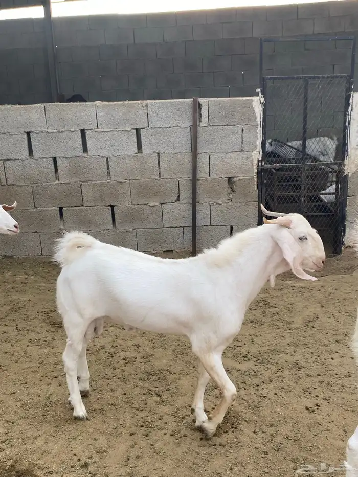 تيس باكستني 0