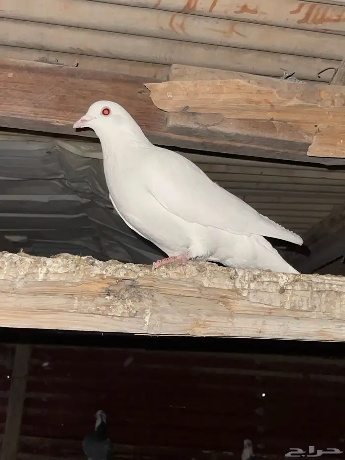 حمام لاحم ابيض جامبو 3