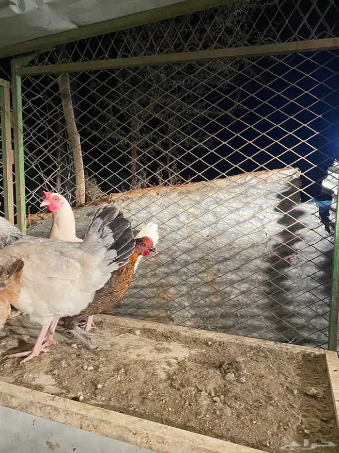 دجاج بلدي بياض وحضان شرط 10