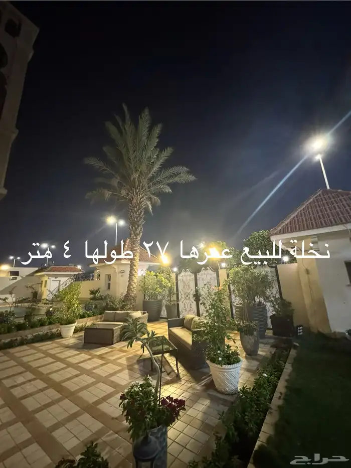 3 نخلات للبيع 0