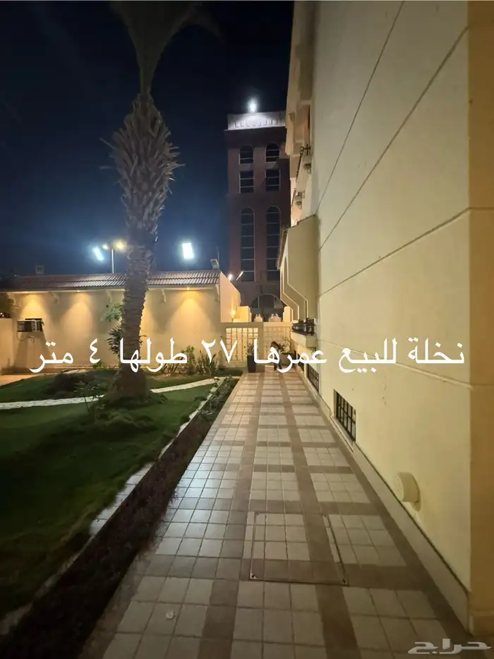 3 نخلات للبيع 2