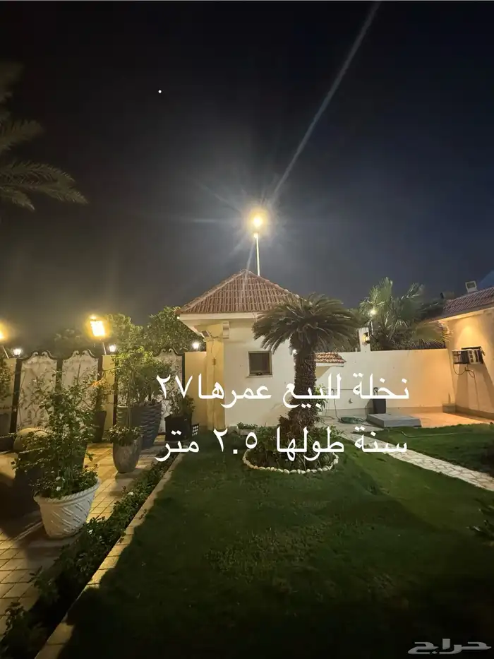 3 نخلات للبيع 1