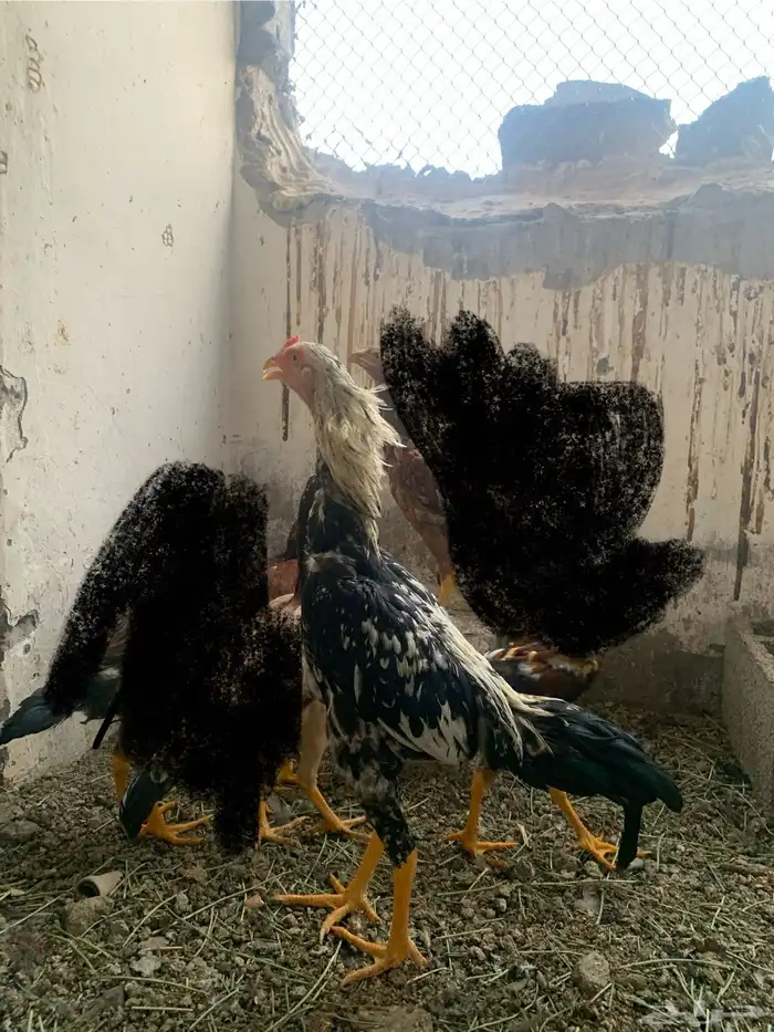 طقم دجاج باكستاني فاخر 1